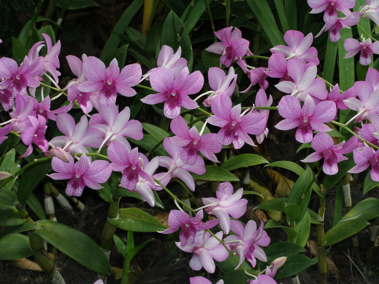 NixPixMix NATIONAL ORCHID GARDEN, SINGAPORE