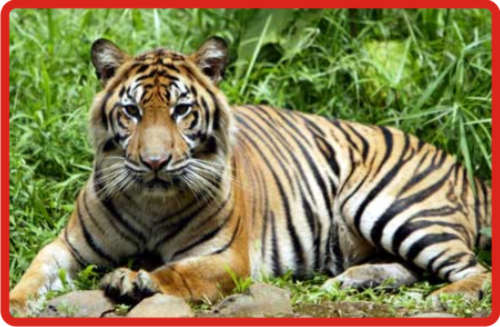 Animals Plants Rainforest: Sumatran Tiger (Panthera tigris sumatraensis