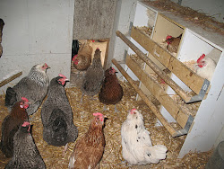 coop chicken pests artificial dirty different keep hens types bedding number corner floor birds morning were nestboxes