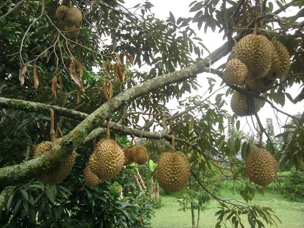 Warso Farm Bogor Tempat Wisata Kebun Durian Yoshiewafa