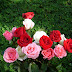 Beautiful Rose HD Wallpaper Free Download