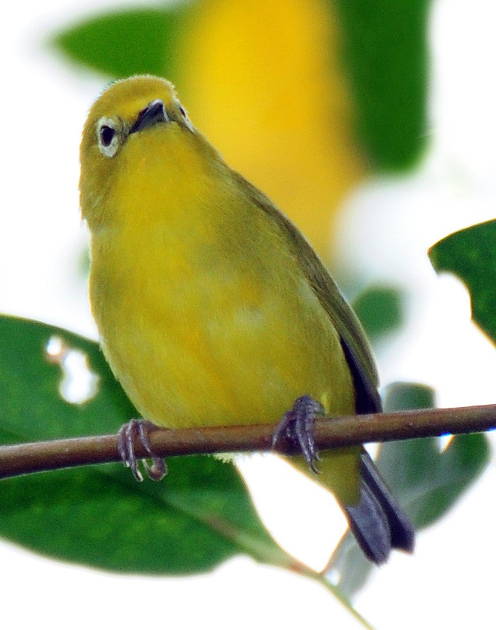 Perbedaan Dan Cara Menentukan Pleci Jantan Dan Betina