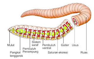  Sistem  pernapasan  pada cacing  tanah Biologi and Scinece