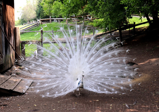 park omega peacock
