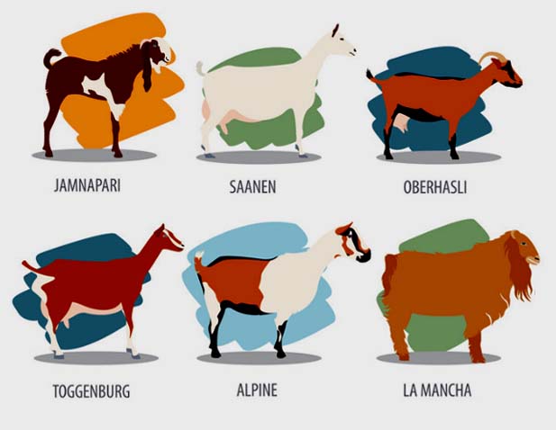 dairy goat breeds