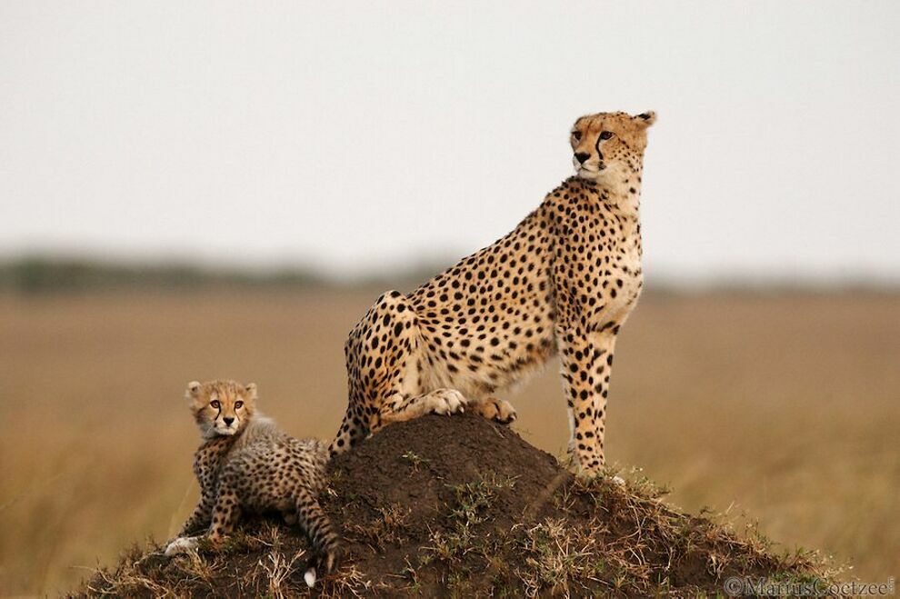 Зебры в саванне. Прожитые животных. Животные африки. Прожитые животных. Прожитые животных.