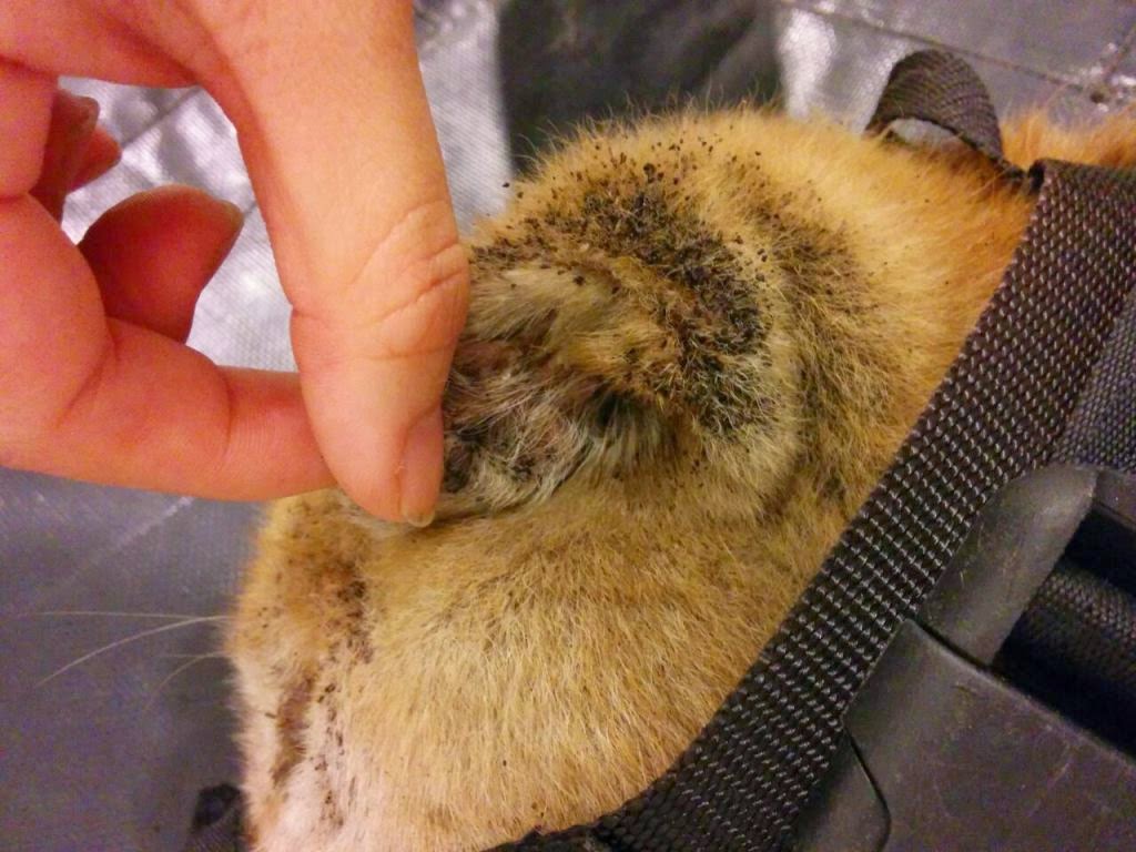 HOPE Dog Rescue Left For Dead