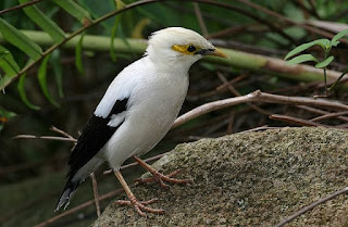 Habitat Burung Jalak Putih Yang Marak Di Sangkar Tetapi Langka Di Alam