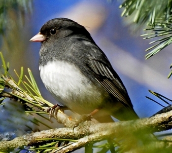 Bird,bird cage,bird bath,bird feeders,bird house