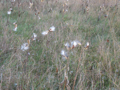 milkweeds in field gone to seed
