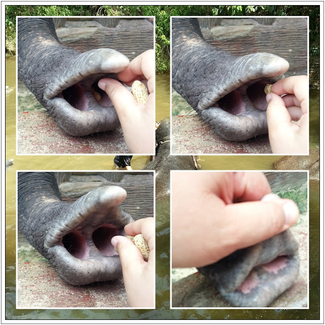 Tempat Menarik di Pahang|Pusat Konservasi Gajah, Kuala Gandah, Lanchang Tempat Menarik di Pahang|Pusat Konservasi Gajah, Kuala Gandah, Lanchang