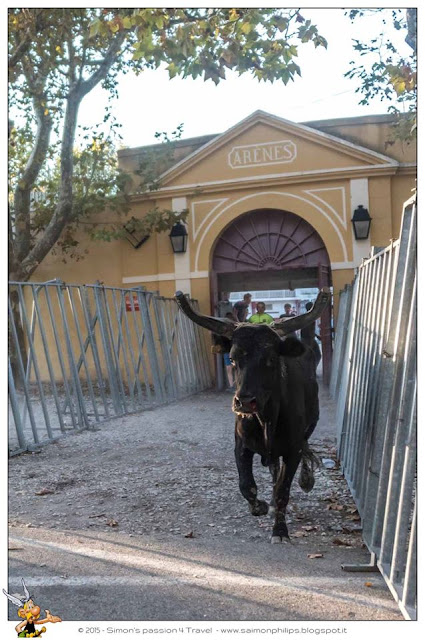 Corsa camarghese toro primo piano