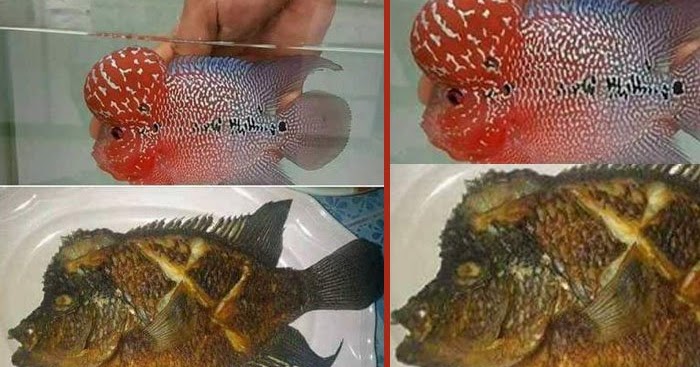 Youtube Viral Video Ikan Louhan Goreng Ada Yang Mau