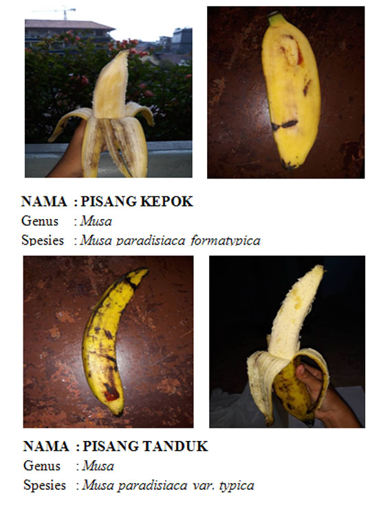 Contoh Teks Laporan Hasil Observasi Tentang Buah Pisang