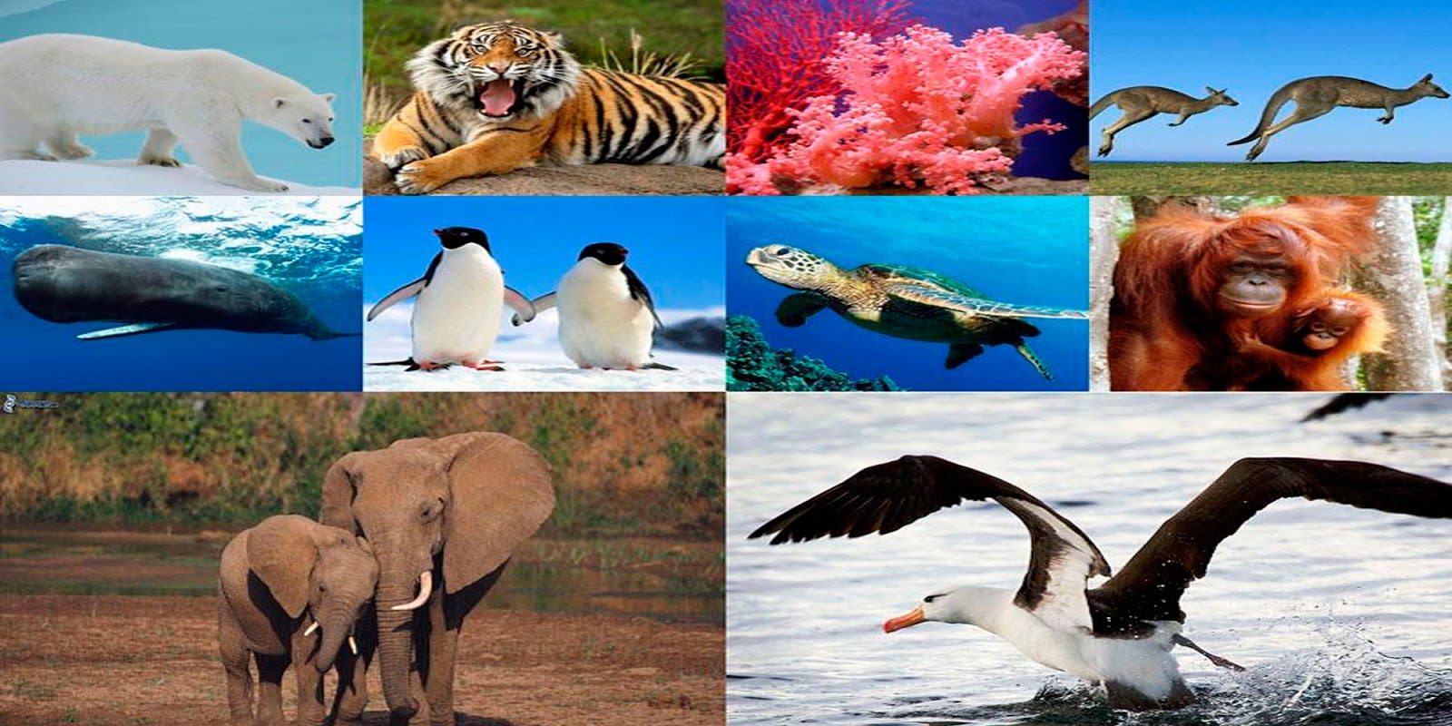 10 Especies En Peligro De Extincion alzandolavoz664.blogspot.com