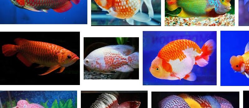 Ikan Hias Termahal di Indonesia Sekarang Ini