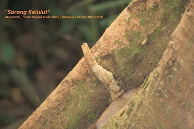 Gambar sarang kelulut di Taman Negara Malaysia di Kuala Tahan