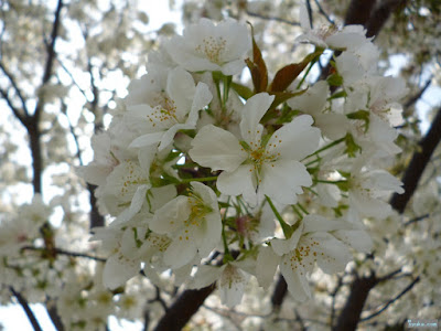 桜 桜
