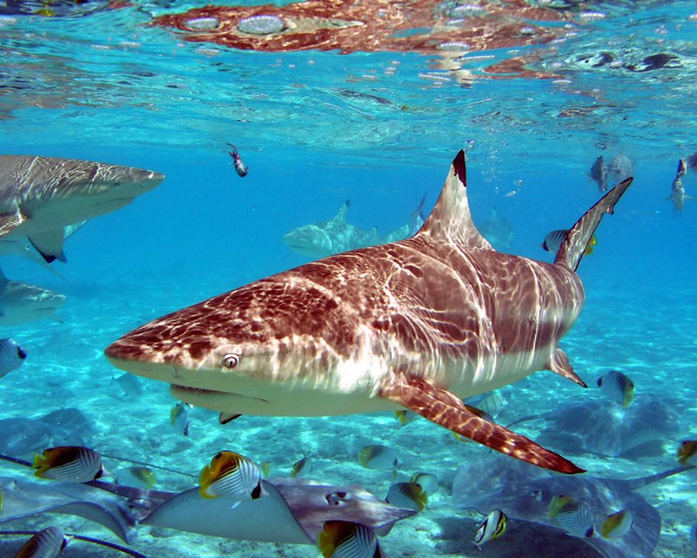 new shark photo desktop new shark photo desktop