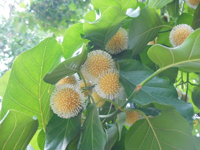 Lonkida ( Nauclea orientalis L.)