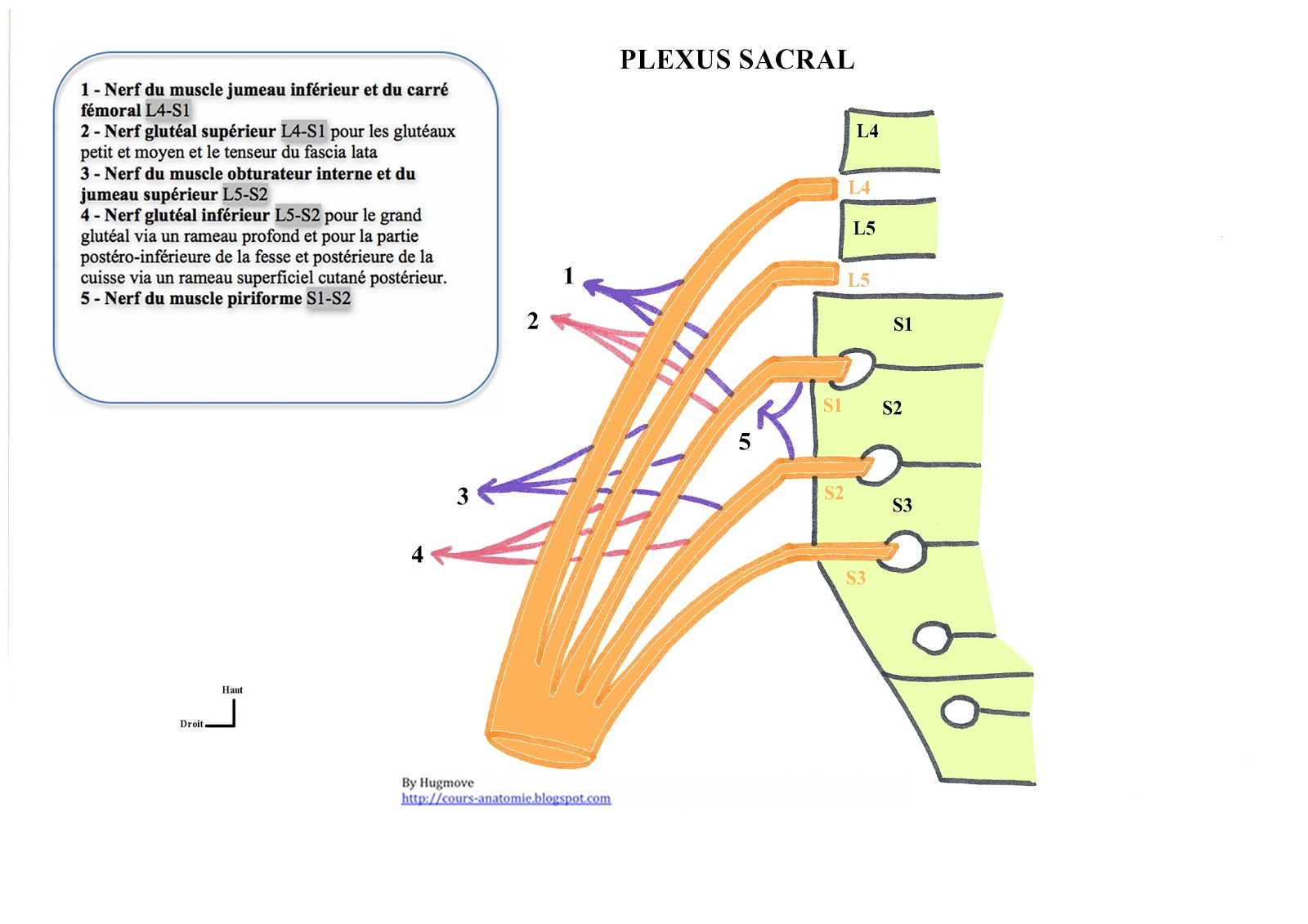 Plexus Cœliaque Symptômes : Maladie cœliaque : Symptômes, causes et ...