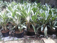 aglonema aglonema