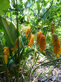 Possiblement Calathea crotalifera (Calathéa Serpent à sonnette) Possiblement Calathea crotalifera (Calathéa Serpent à sonnette)