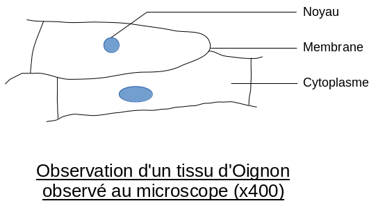 Pour Site Web: Schéma d'un tissu d'oignon observé au microscope