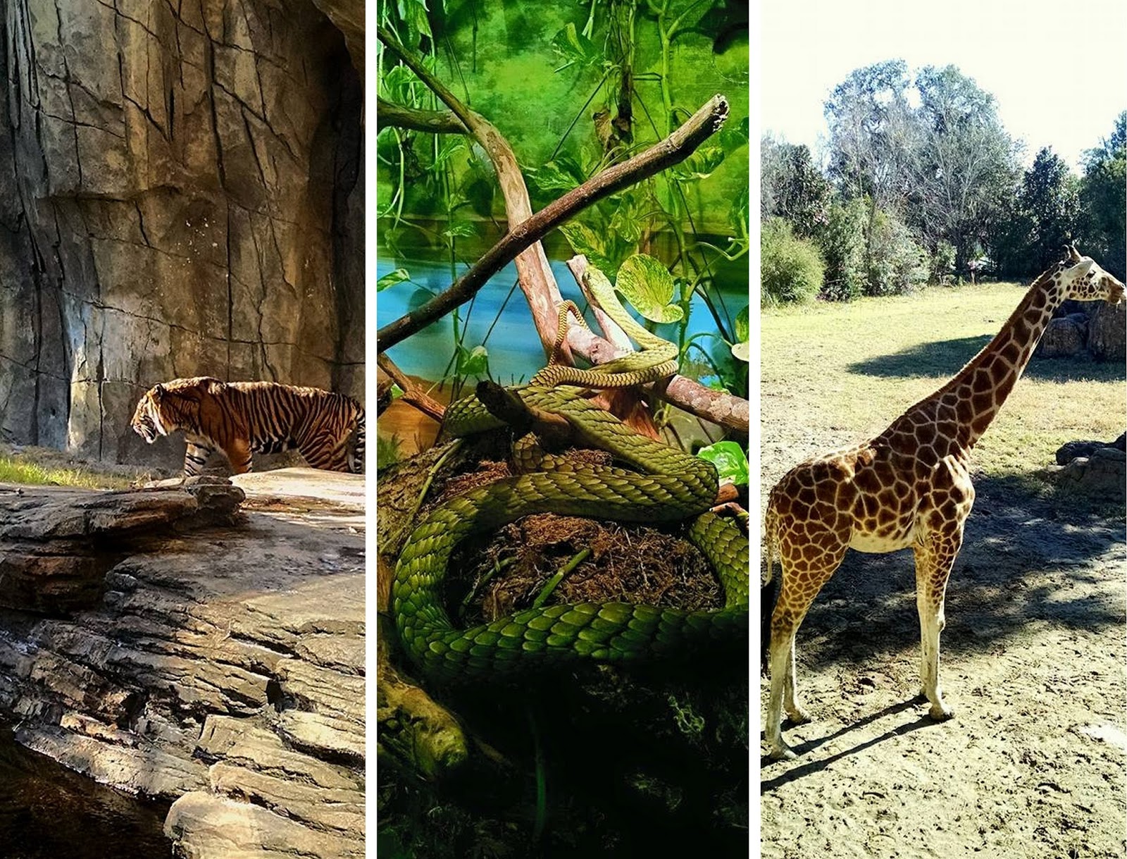 Honey+Arrow Jacksonville Zoo and Gardens