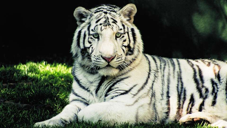 White Tiger Facts