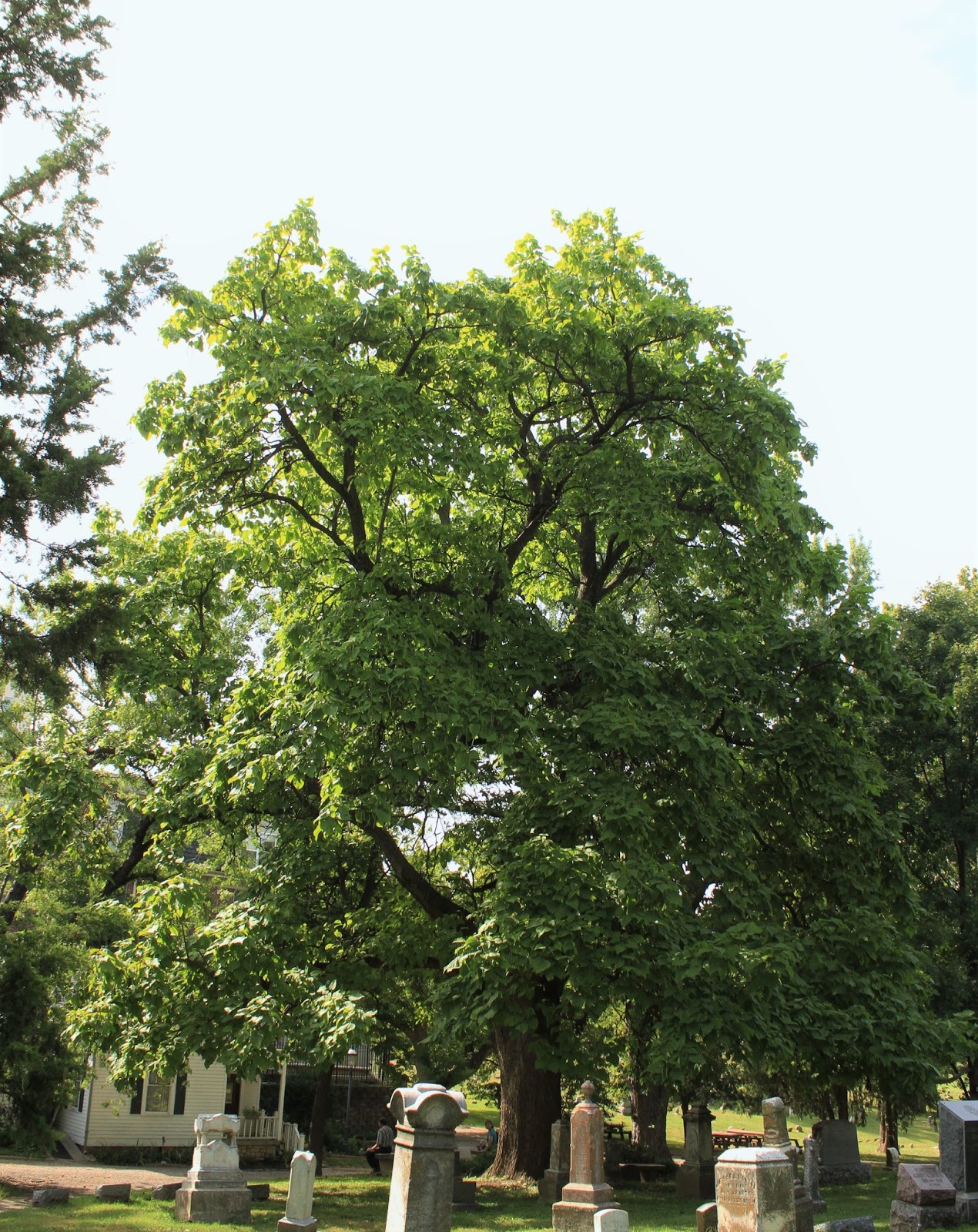 Nature Devotions Large Catalpa Tree