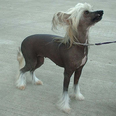 Tüysüz Köpekler Köpekler Üşür mü?