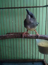 Suara Ciblek Semi Ngebren Suara Ciblek Semi Ngebren