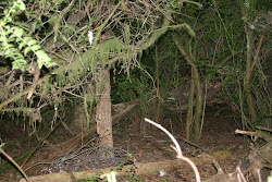 woods deep camping exploring fairies husband