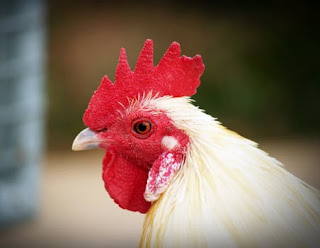 https://www.goatfarming.ooo/2018/09/free-broiler-poultry-farming-project-report-500-to-10000-Birds.html