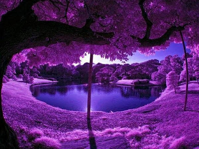 El ''Bosque Morado'', China El ''Bosque Morado'', China