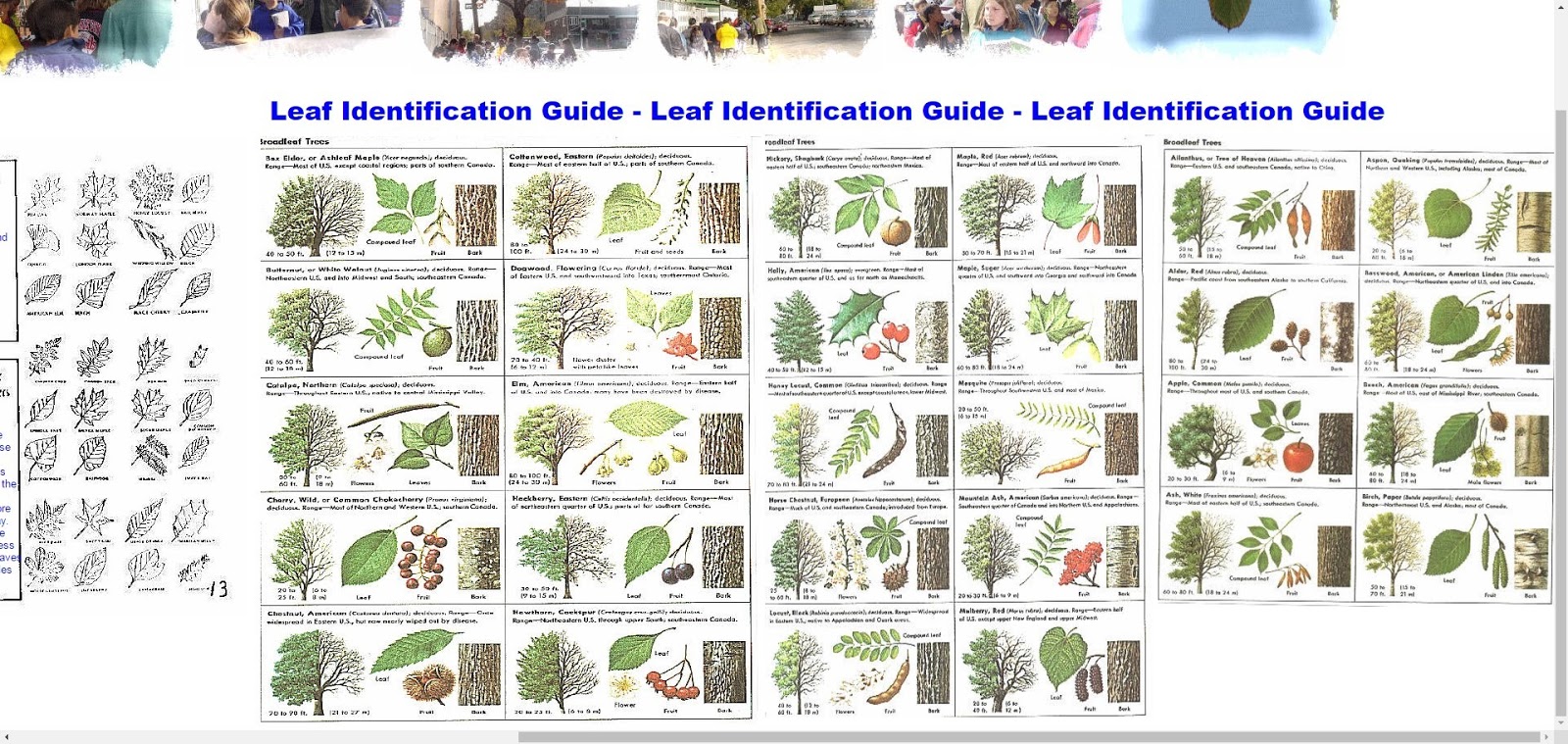 Identify Fruit Tree Leaf Identification Chart