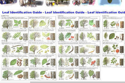 Tree Leaf Identification Chart