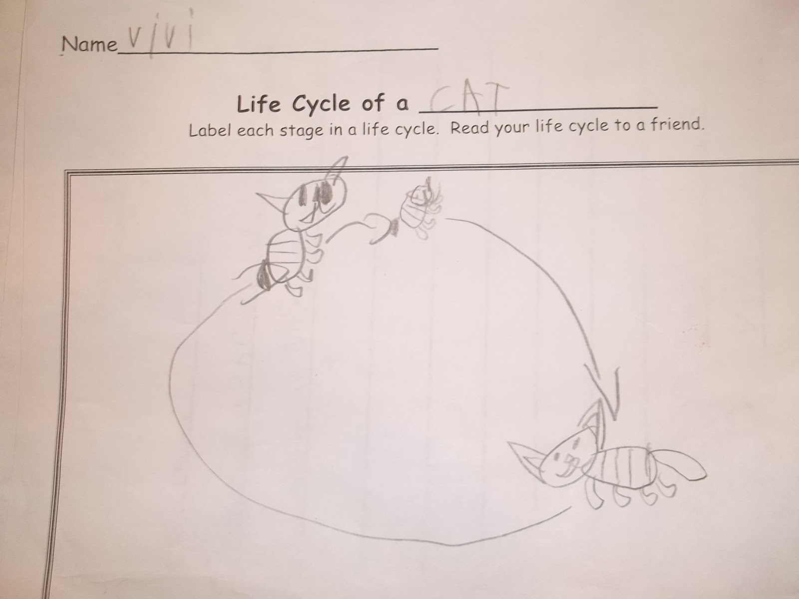 Imthemomthatswhy Life cycle of a cat and other things
