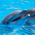 Whales and dolphins have rich cultures – and could hold clues to what makes humans so advanced