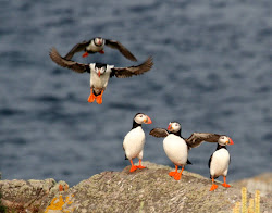 puffin atlantic animals puffins colony biggest wild eggs flying animal species fish king newfoundland kingdom