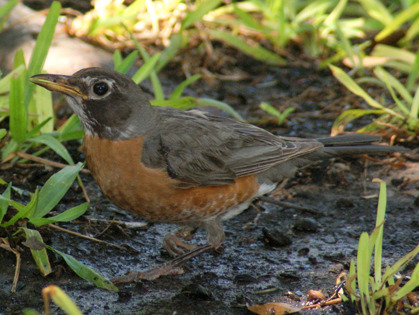 SE Texas Birding & Wildlife Watching Robins