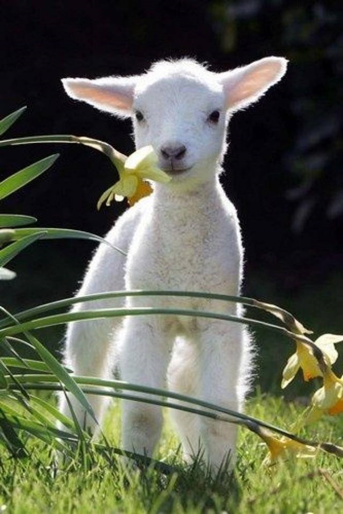 Cutest+Baby+Goats+&+Lambs+Ever-001-funny-bits.jpg