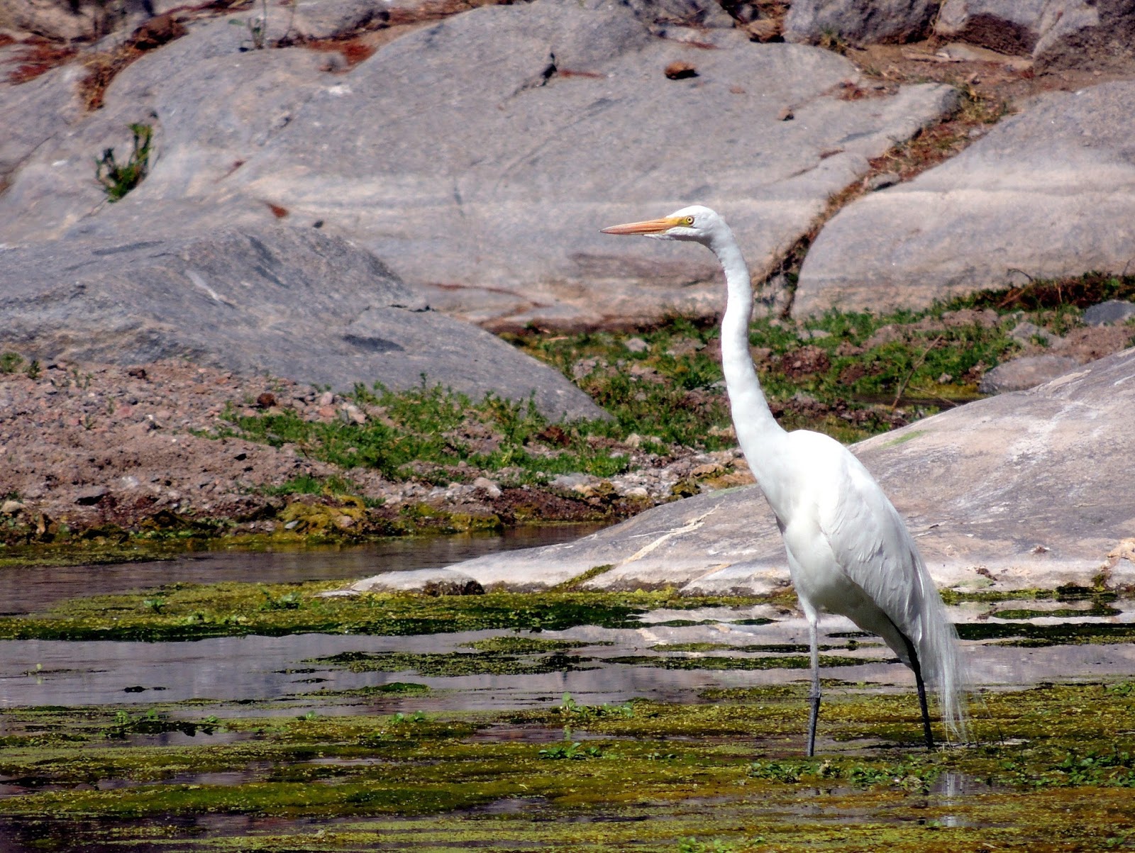 Garza ave wallpapers