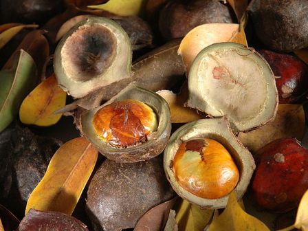 5 Khasiat Kulit Jengkol Untuk Kesehatan Dan Kecantikan | Khasiat