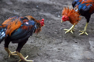  Belajar melihat kualitas ayam bangkok dari gaya tarung