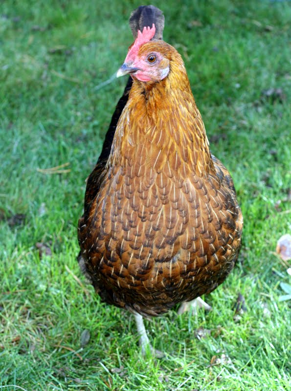 homo seksiä Norfolk