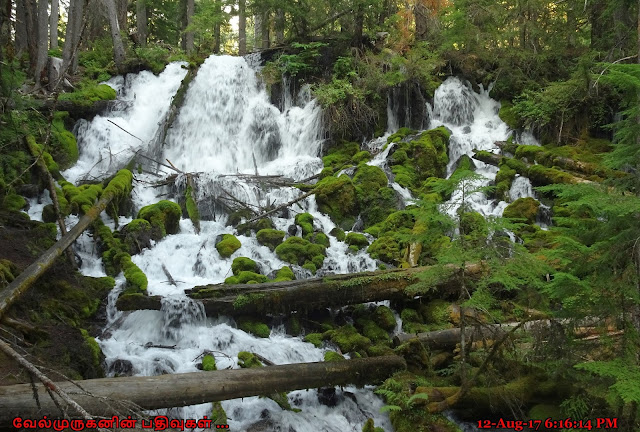 Clearwater Falls in Umpqua National Forest