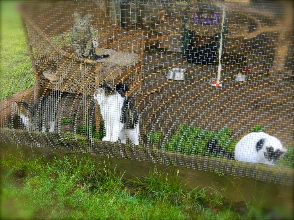 Farm Foggy Morning Picture Walk