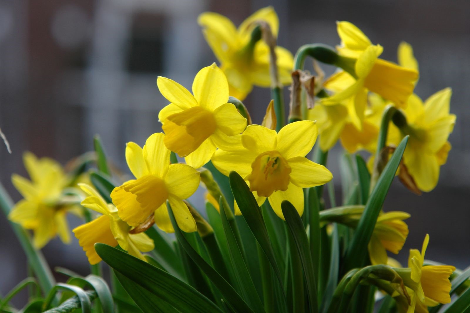 Forcing Bulbs A Howto Guide